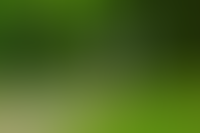 Поселок в окружении леса